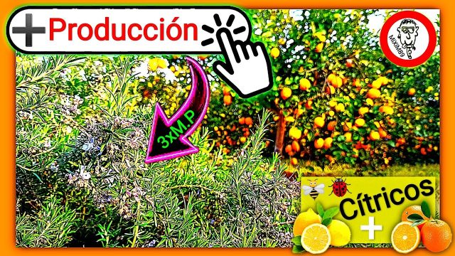 Aumentar polinización en citricos mas polinizadores mas producción by mixim89