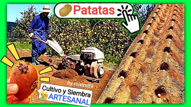 Cultivar o sembrar patatas Manitou y Agria de manera orgánica en la huerta by mixim89
