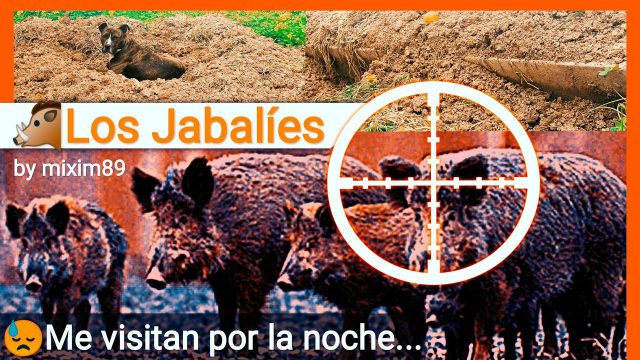 Los Jabalíes se Ceban en mi Campo "Sin Naranjas" (Jabalí Gran Depredador Nocturno...) by mixim89