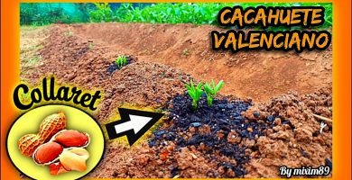 Cultivo de cacahuete valenciano o cacahuete collaret desde semillero, origen y cuidados paso a paso by mixim89