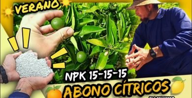 Mejor fertilizante de verano para abonado en cítricos triple 15 o 15-15-15 dosis y modo de empleo by mixim89