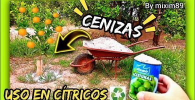Abonado en citricos usos de las cenizas en los cítricos y plantas agricultura regenerativa by mixim89