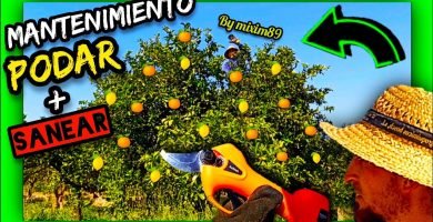 Como realizar paso a paso la poda de mantenimiento en citricos adultos con tijeras de poda a batería by mixim89