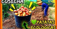 Cosecha y recoleccion de patatas ecológicas variedad roja manitou y blanca agria de manera tradicional by mixim89