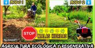 Eliminar malas hierbas sin herbicidas y reaprovechar como abono verde en campo de citricos by mixim89