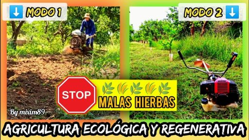 Eliminar malas hierbas sin herbicidas y reaprovechar como abono verde en campo de citricos by mixim89