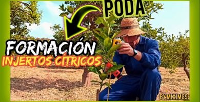 Poda de formación en injertos cítricos corte total o parcial del patrón porta injertos y corte de cruce by mixim89