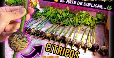 Resultados acodo aéreo en cítricos naranjos y limoneros como clonar y duplicar una planta by mixim89