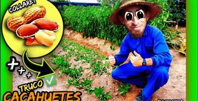 Como aumentar producción y recolectar más cacahuetes (Cacahuete Valenciano Collaret) by mixim89