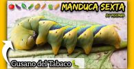 MANDUCA SEXTA Multicolor Gusano del Tabaco o del Cuerno PLAGA VERDURAS y HORTALIZAS by mixim89