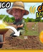 CASCARILLA de ARROZ Por qué DEBERÍAS de USARLA En Agricultura y Jardinería by mixim89