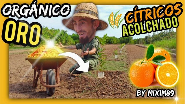 CASCARILLA de ARROZ ¿Por qué DEBERÍAS de USARLA? En Agricultura y Jardinería by mixim89