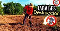 DAÑOS de JABALÍES en Cultivo de CÍTRICOS (Antes de usar el AHUYENTADOR) by mixim89