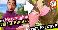 PASTA CICATRIZANTE Casera para ÁRBOLES y PLANTAS (Aplicamos en Cítricos) By mixim89