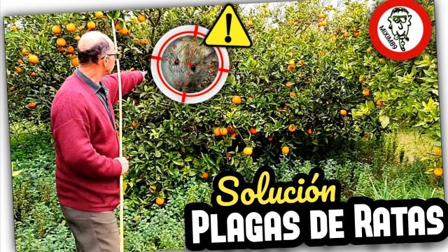 Mejor SOLUCIÓN a las PLAGAS de RATAS AGRÍCOLAS (En Busca y Captura de la Presa) by mixim89