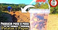 Siembra y CULTIVO de PATATAS o PAPAS (Muy Fácil y Sencillo) Método Tradicional by mixim89