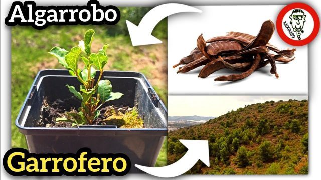 Cultivar Árbol de ALGARROBO o GARROFERO desde Semilla (Germinación y Desarrollo) by mixim89