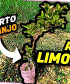 Acodo Aéreo de LIMONERO INJERTADO de NARANJO (Evolución de los Injertos Cítricos) by mixim89