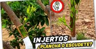 INJERTOS en CÍTRICOS​ Cómo Realizar Injerto de Plancha (Ventajas y Desventajas) by mixim89