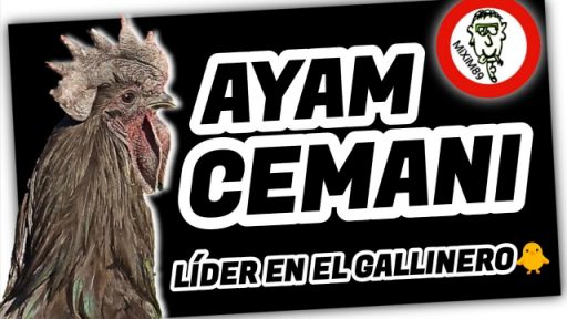¿Por qué deberías tener POLLOS y GALLINAS AYAM CEMANI? by mixim89