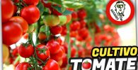 Cultivo de Tomateras en la Huerta (Agricultura de Autoconsumo) by mixim89