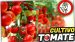 Cultivo de Tomateras en la Huerta (Agricultura de Autoconsumo) by mixim89