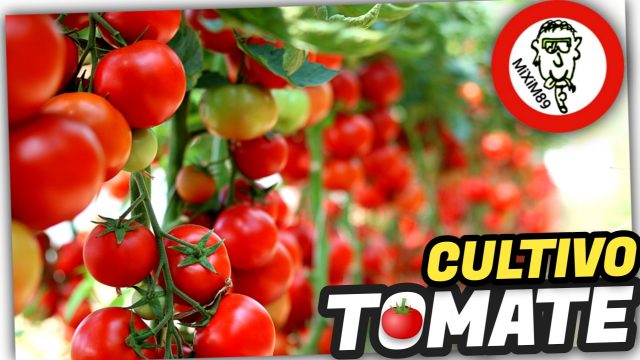 ​Cultivo de Tomateras en la Huerta (Agricultura de Autoconsumo) by mixim89