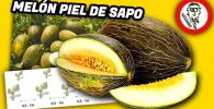 Cultivo de MELÓN PIEL de SAPO en la Huerta by mixim89