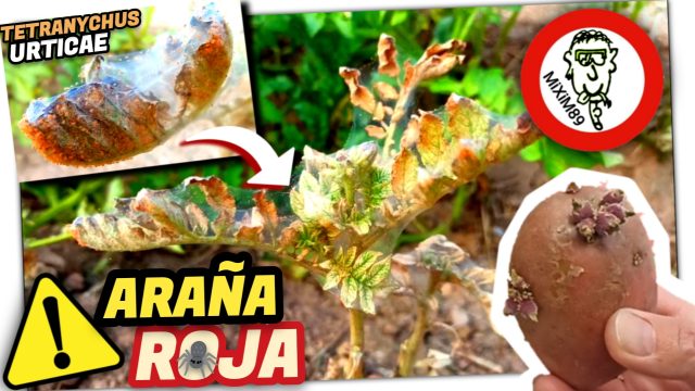 Plaga de ARAÑA ROJA Destruye mi Cultivo de PATATAS by mixim89