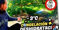 RIEGO de EMERGENCIA en CÍTRICOS por Clima Atípico (Viento San Anselmo + Frío) by mixim89
