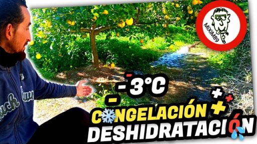 RIEGO de EMERGENCIA en CÍTRICOS por Clima Atípico (Viento San Anselmo + Frío) by mixim89