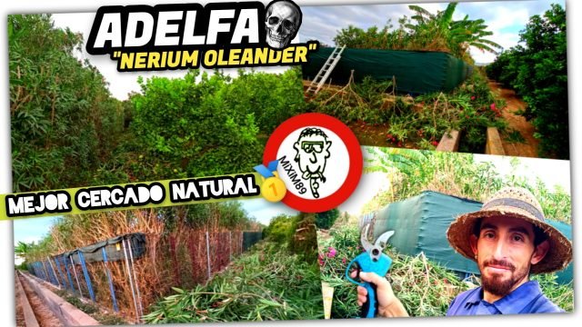 Planta de ADELFA o BALADRE (Nerium Oleander) Poda, Cuidados y Consejos by mixim89