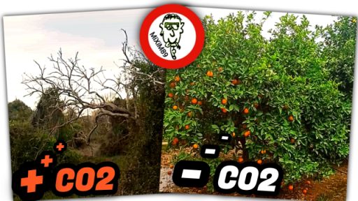 ¿Cuántos KG de CO₂ Absorbe un Naranjo Valenciano? by mixim89