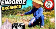 ENGORDE de AJOS con Abonado por Inyección Radicular de Fertilizantes Orgánicos by mixim89