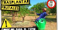 TRASPLANTAR NARANJO o LIMONERO (En Huerta o Jardín) + Abonado y Prevención by mixim89