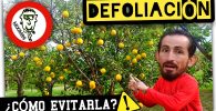 DEFOLIACIÓN Masiva por DESHIDRATACIÓN FOLIAR en Cultivo de Cítricos by mixim89