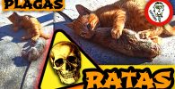COMO ELIMINAR RATAS Y RATONES (Plaga Destructora) ¿Qué Debes Hacer? by mixim89